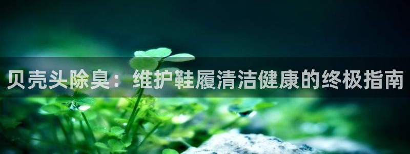 尊龙凯时代理：贝壳头