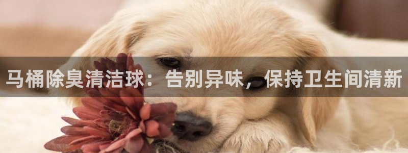 尊龙AG旗舰店：马桶除臭清洁球：告别异味，保持卫生间清新