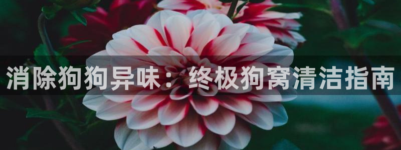 尊龙人生就是博登录：消除狗狗异味：终极狗窝清洁指南
